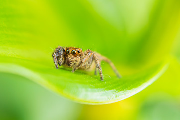 spider on tree leaf background, macro spider on leaf, animal in wild, lurking on a leaf