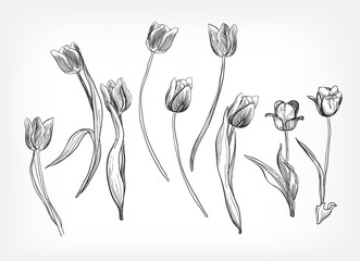 tulips vector design elements simple sketch isolated