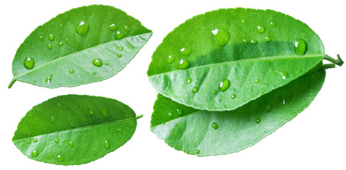 Citrus leaves with water drops on the white background.