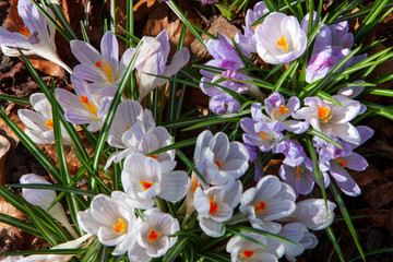 Spring flowers crocus