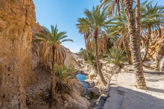 Les Oasis de Montagne de Chebika - Adobe Stock