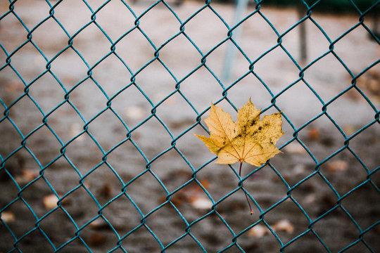 Yellow, Autumn Maple Leaf on Fence
