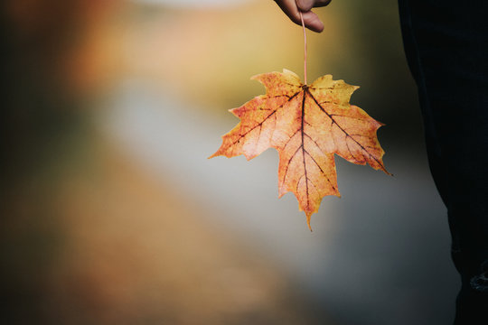 Maple leaf in a hand