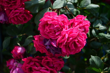 amazingly beautiful roses on the island of Nessebar Bulgaria