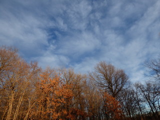 Winter sky over the trees