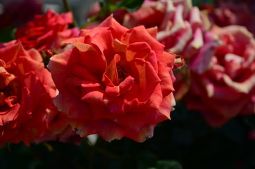 amazingly beautiful roses on the island of Nessebar Bulgaria