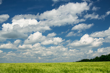 Green wheaten sprouts are in the field and beautiful cloudy. Spring landscape.