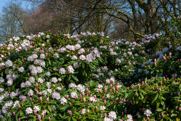 Dutch spring flowers Keukenhof Netherlands. Park