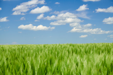 Green wheaten sprouts in the field and cloudy sky. Bright spring landscape.