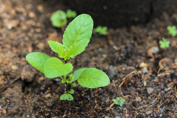 Holy basil or Sacred basil in the morning