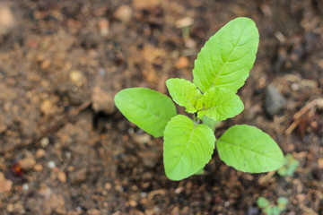 Holy basil or Sacred basil in the morning