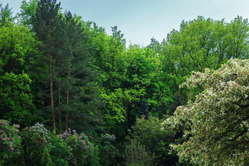 Obraz premium Summer landscape with colorful trees. Beautiful green forest by blue sky
