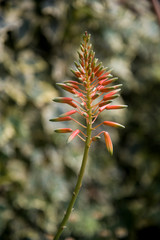 succulent flower as spike at garden