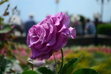 amazingly beautiful roses on the island of Nessebar Bulgaria