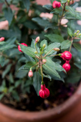 red fuchsia on clay pot at garden