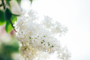 Spring summer background of natural white lilac bush tree bloom texture