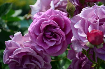 amazingly beautiful roses on the island of Nessebar Bulgaria
