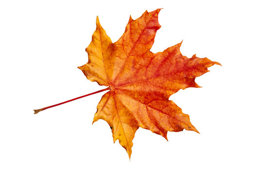 Red-yellow Maple leaf on a white background.