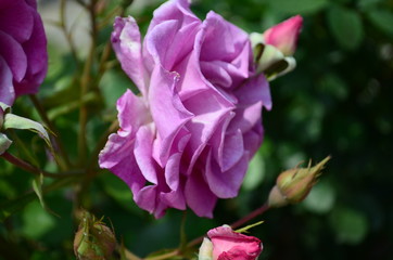 amazingly beautiful roses on the island of Nessebar Bulgaria