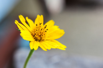 Beautiful small yellow flower Singapore Daisy (or Gold Buttons in Thai) in garden close up, yellow daisy flower in micro view,Yellow flower blooming 