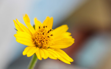 Obraz premium Beautiful small yellow flower Singapore Daisy (or Gold Buttons in Thai) in garden close up, yellow daisy flower in micro view,Yellow flower blooming 