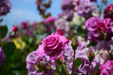 amazingly beautiful roses on the island of Nessebar Bulgaria