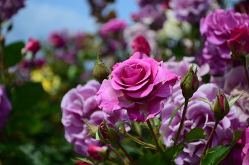 amazingly beautiful roses on the island of Nessebar Bulgaria