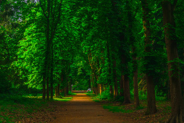 Fototapeta premium path in beautiful green forest