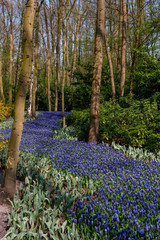 Dutch spring flowers Keukenhof Netherlands. Park