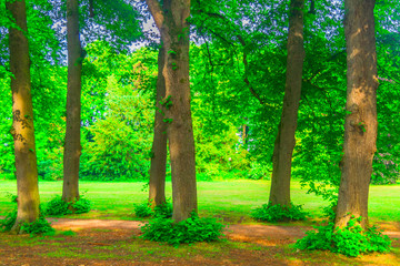 Fototapeta premium Trees in foreground of park banner