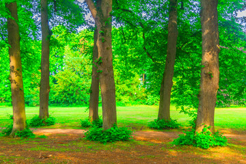 Trees in foreground of park banner