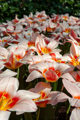 Obraz na płótnie Canvas Dutch spring flowers Keukenhof Netherlands.