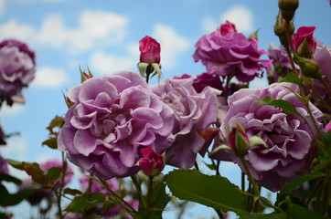 amazingly beautiful roses on the island of Nessebar Bulgaria