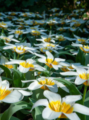 Dutch spring flowers Keukenhof Netherlands.