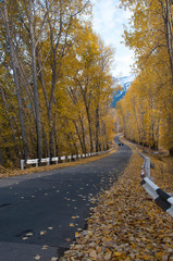 road autumn