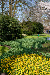 Fototapeta na wymiar Dutch spring flowers Keukenhof Netherlands. Park