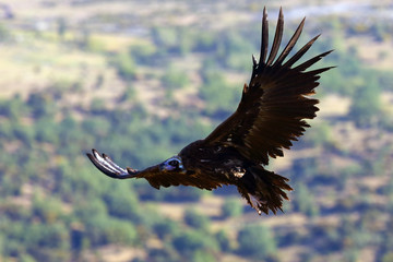 The cinereous vulture (Aegypius monachus) also known as the black vulture, monk  or Eurasian black vulture flying in the mountain.Big black vulture.
