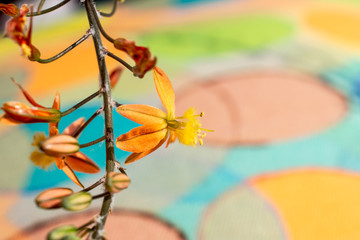 Bulbine flowers on a colourful background