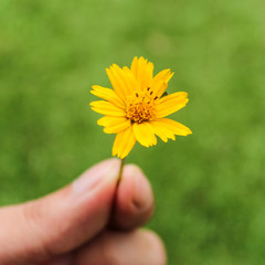 Beautiful small yellow flower Singapore Daisy (or Gold Buttons in Thai) in garden close up, yellow daisy flower in micro view,Yellow flower blooming 