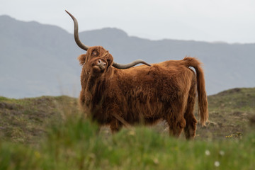 Isle of Skye Schottland / Highlander