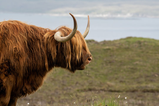 Isle of Skye Schottland / Highlander