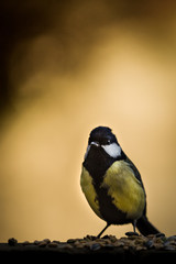 Mésange Charbonnière