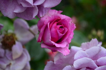 amazingly beautiful roses on the island of Nessebar Bulgaria