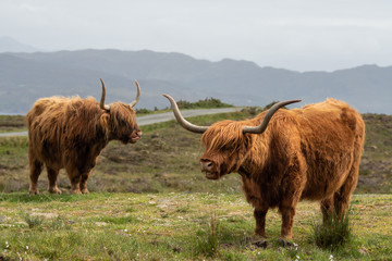 Isle of Skye Schottland / Highlander