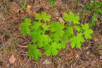 new bright green small maple tree
