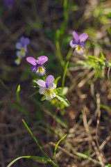 wild pansy flower of forest