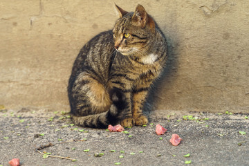 hungry wild cat sitting near a meat food