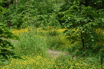 path in the forest