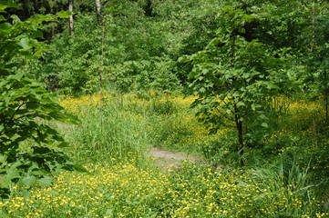 path in the forest