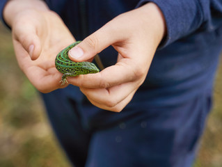 kid holding a small green lizard